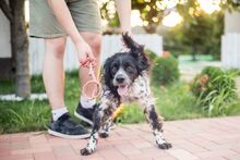 PUCK, Hund, Epagneul Breton in Emmendingen - Bild 18