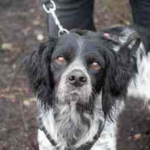 PUCK, Hund, Epagneul Breton in Emmendingen - Bild 21