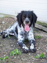 PUCK, Hund, Epagneul Breton in Emmendingen - Bild 22