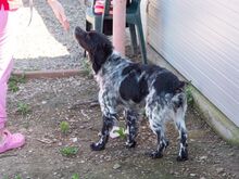 PUCK, Hund, Epagneul Breton in Emmendingen - Bild 23