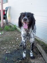 PUCK, Hund, Epagneul Breton in Emmendingen - Bild 24