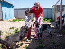 PUCK, Hund, Epagneul Breton in Emmendingen - Bild 26