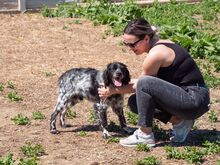 PUCK, Hund, Epagneul Breton in Emmendingen - Bild 27