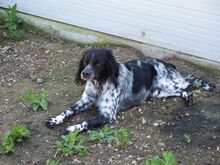 PUCK, Hund, Epagneul Breton in Emmendingen - Bild 28