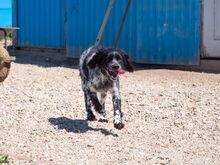 PUCK, Hund, Epagneul Breton in Emmendingen - Bild 29