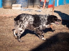 PUCK, Hund, Epagneul Breton in Emmendingen - Bild 3