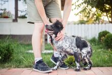 PUCK, Hund, Epagneul Breton in Emmendingen - Bild 31