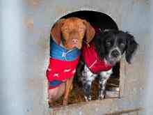 PUCK, Hund, Epagneul Breton in Emmendingen - Bild 35