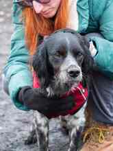 PUCK, Hund, Epagneul Breton in Emmendingen - Bild 37