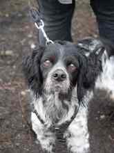 PUCK, Hund, Epagneul Breton in Emmendingen - Bild 39