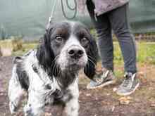 PUCK, Hund, Epagneul Breton in Emmendingen - Bild 40