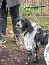 PUCK, Hund, Epagneul Breton in Emmendingen - Bild 41