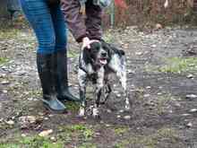 PUCK, Hund, Epagneul Breton in Emmendingen - Bild 42