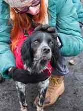 PUCK, Hund, Epagneul Breton in Emmendingen - Bild 45