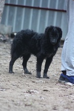 JEANETTE, Hund, Mischlingshund in Ungarn
