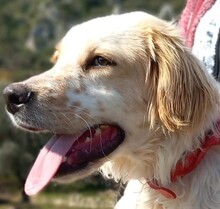 ANDRIS, Hund, English Setter in Italien - Bild 1