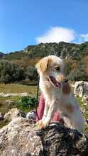 ANDRIS, Hund, English Setter in Italien - Bild 10