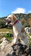 ANDRIS, Hund, English Setter in Italien - Bild 7