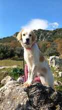 ANDRIS, Hund, English Setter in Italien - Bild 9