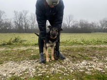 LEKSZI, Hund, Mischlingshund in Ungarn - Bild 1