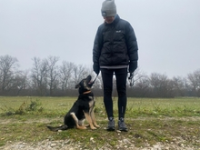 LEKSZI, Hund, Mischlingshund in Ungarn - Bild 3