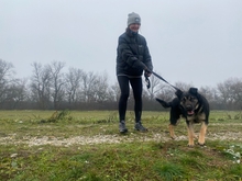 LEKSZI, Hund, Mischlingshund in Ungarn - Bild 4