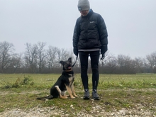LEKSZI, Hund, Mischlingshund in Ungarn - Bild 5
