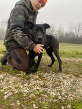 MIKI, Hund, Mischlingshund in Ungarn - Bild 1
