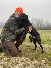 MIKI, Hund, Mischlingshund in Ungarn - Bild 3