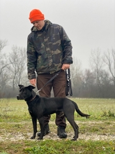 MIKI, Hund, Mischlingshund in Ungarn - Bild 4