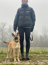 ABA, Hund, Mischlingshund in Ungarn - Bild 1