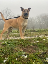 ABA, Hund, Mischlingshund in Ungarn - Bild 4