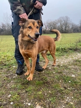 CSIBESZ2, Hund, Mischlingshund in Ungarn - Bild 1