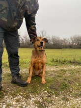 CSIBESZ2, Hund, Mischlingshund in Ungarn - Bild 2