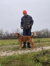 CSIBESZ2, Hund, Mischlingshund in Ungarn - Bild 3