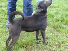 NARA, Hund, Mischlingshund in Ungarn - Bild 4