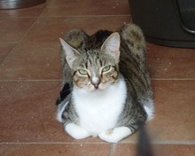 BONITA, Katze, Europäisch Kurzhaar in Spanien - Bild 3