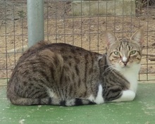 BONITA, Katze, Europäisch Kurzhaar in Spanien - Bild 5
