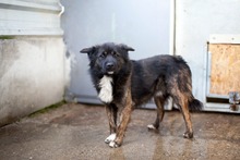 KNUT, Hund, Mischlingshund in Belgien - Bild 10