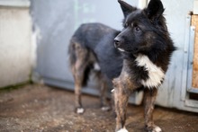 KNUT, Hund, Mischlingshund in Belgien - Bild 3