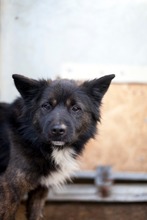 KNUT, Hund, Mischlingshund in Belgien - Bild 7