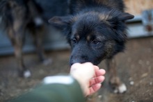 KNUT, Hund, Mischlingshund in Belgien - Bild 9