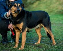 FILEMON, Hund, Deutscher Schäferhund-Mix in Ungarn - Bild 1