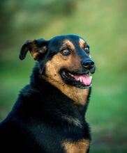 FILEMON, Hund, Deutscher Schäferhund-Mix in Ungarn - Bild 10