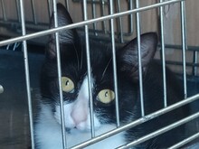 MIKOSCH, Katze, Europäisch Kurzhaar in Spanien - Bild 4