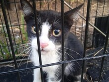MIKOSCH, Katze, Europäisch Kurzhaar in Spanien - Bild 5