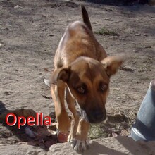 OPELLA, Hund, Mischlingshund in Bulgarien - Bild 1