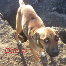OPELLA, Hund, Mischlingshund in Bulgarien - Bild 2