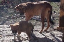 OPELLA, Hund, Mischlingshund in Bulgarien - Bild 3