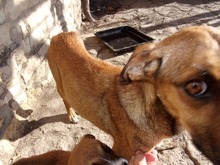 OPELLA, Hund, Mischlingshund in Bulgarien - Bild 6